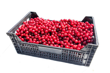Cherry Harvest: Ripe Fruit Nestled in Box - 773934868