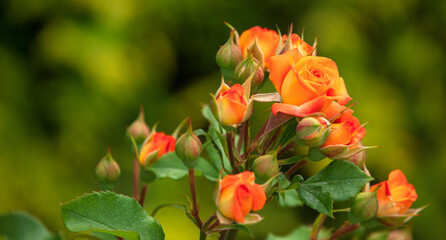 Romantic Blooms: Lovely Roses in Various Shades - 773934879