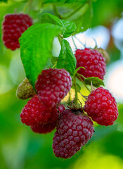 Summer Sweetness: Juicy Red Raspberries Glistening in the Sun - 773934895