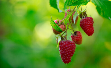 Scarlet Temptation: Ripe Red Raspberries Ready for Harvest - 773934898