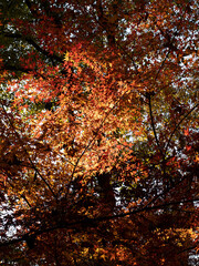 Red maple leaves in the forest in autumn