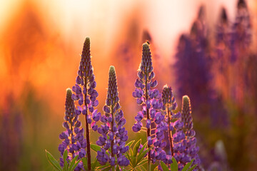 lupine flowers in the evening - 773935081