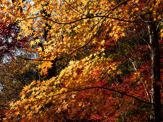 Red maple leaves in the forest in autumn