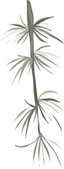 Fototapeta na wymiar Tree illustration on transparent background. 