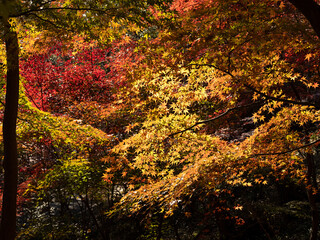 Red maple leaves in the forest in autumn