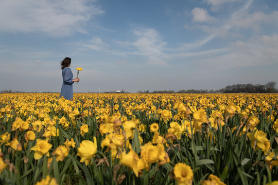 woman in blue dress standing in a field with yellow flowers holding a bunch of daffodils