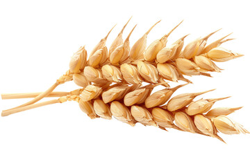 An ear of wheat isolated on transparent background, clipart, cutout, png.