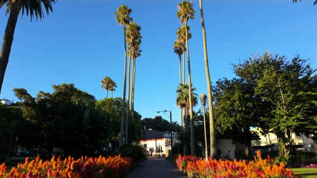Palm trees in Clive Square, Napier, Hawkes Bay, New Zealand.