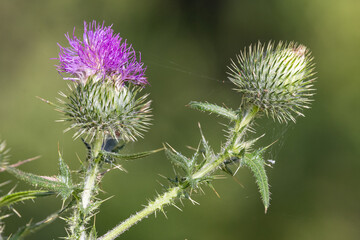 Scotch thistle in flower and with bud