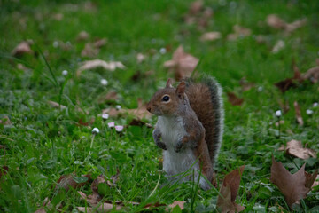 Naklejka na ściany i meble squirrel stands in the middle of the green lawn