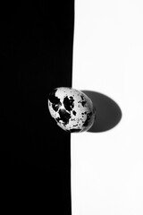 Quail Egg on Black and White Minimalist Background