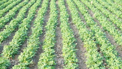 Fototapeta na wymiar Peanut plantation fields. Peanut Plants in the Farmland