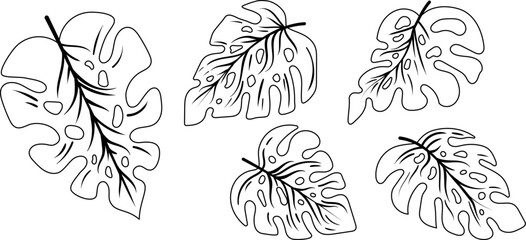 Set of collection menstera leaves line drawing