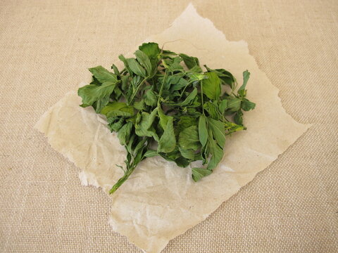 Dried alfalfa, lucern leaves on paper