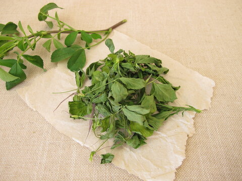 Dried alfalfa, lucern leaves on paper