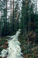 Landscape. Spring forest. A forest path. Most of the snow has already melted
