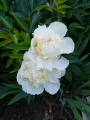 Two white summer peonies in a botanical garden