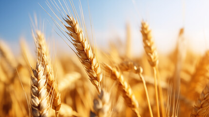 Gros plan, zoom macro sur des brins de blé. Champs de blé. Arrière-plan de flou. Nature, agriculture, céréales. Pour conception et création graphique.