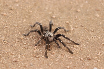 Spider