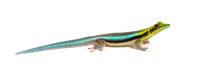 Side view of a yellow-headed day gecko, Phelsuma klemmeri, isolated on white - 773943046
