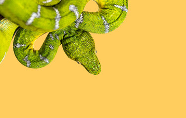 Head shot of an Adult Emerald tree boa, Corallus caninus, on orange backgroung, showcasing its scales and color © Eric Isselée