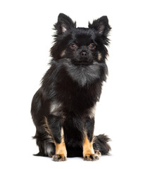 Charming black Spitz dog with attentive eyes sitting against a white backdrop