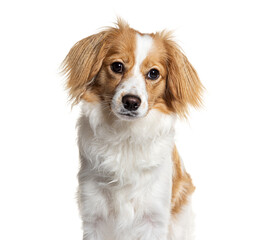Adorable mixed breed dog mixed Cavalier King Charles and Spitz, isolated on white