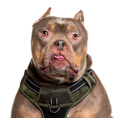 Portrait of a stoic American Bully breed dog on white