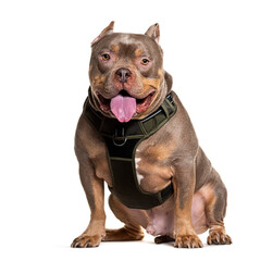 Friendly American Bully dog in harness isolated on white