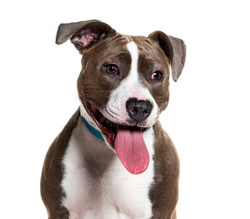 Happy staffordshire terrier dog portrait