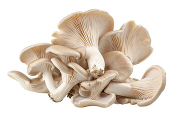 Oyster Mushrooms Isolated on a Transparent Background