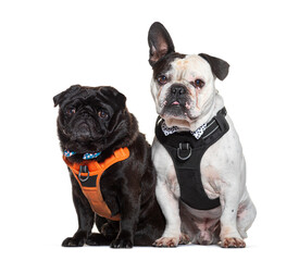 Two cute dogs in harnesses sitting together