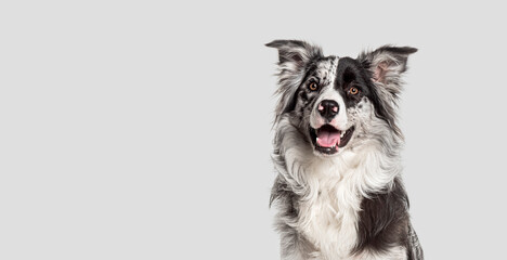 Head shot of a Alert border collie against a grey background - 773943651