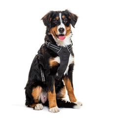 Mongrel dog with harness on white background
