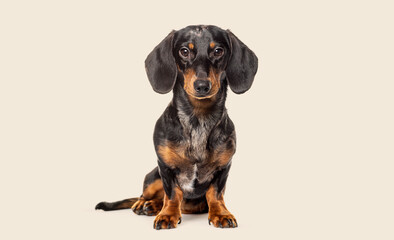 Studio portrait of a Sitting dachshund looking at the camera against a beige background