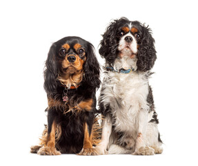 Pair of cavalier king charles spaniels sitting together