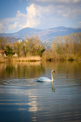 Swan in Brivio, Adda river - obrazy, fototapety, plakaty