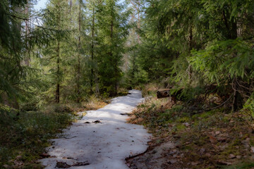 Landscape. Spring forest. A forest path. Most of the snow has already melted