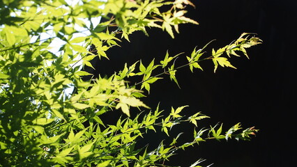 Green maple leaves stock photo background dark sunlight 