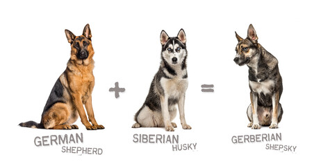 Illustration of a mix between two breeds of dog - German shepherd and Siberian Husky giving birth...