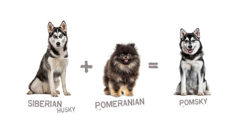 Illustration of a mix between two breeds of dog - Siberian Husky and pomeranian giving birth to a pomsky - obrazy, fototapety, plakaty
