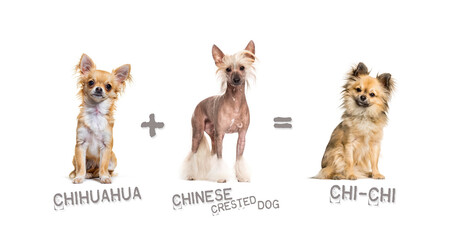 Illustration of a mix between two breeds of dog - chihuahua and chinese crested dog giving birth to a chi-chi