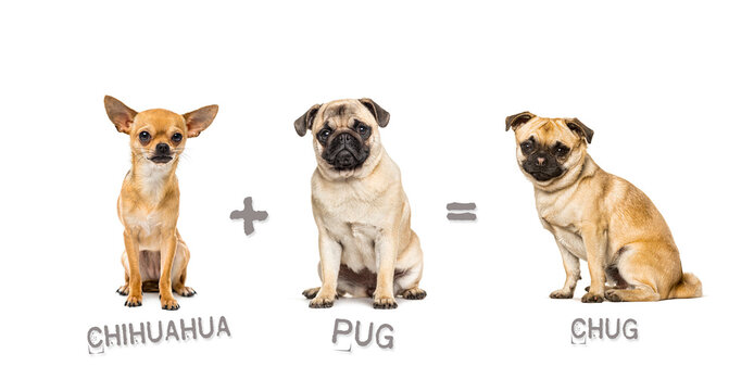 Illustration of a mix between two breeds of dog - chihuahua and pug giving birth to a Chug
