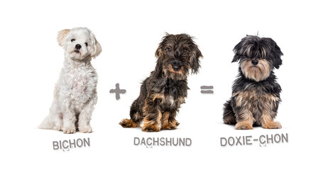 Illustration of a mix between two breeds of dog - Bichon and Dachshund giving birth to a 3