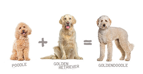 Illustration of a mix between two breeds of dog - poodle and Golden retriever giving birth to a Goldendoodle