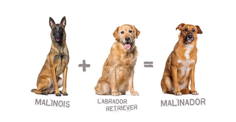 Illustration of a mix between two breeds of dog - labrador retriever and Malinois giving birth to a malinador