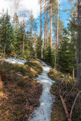 Landscape. Spring forest. A forest path. Most of the snow has already melted
