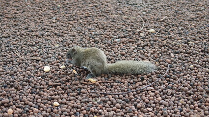 squirrel stock photo