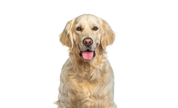 Head shot of a Golden Retriever, panting and looking at the camera, isolated on white. Remastered