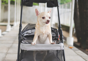  funny  brown short hair chihuahua dog standing in pet stroller on walkway, putting his tongue out. - obrazy, fototapety, plakaty